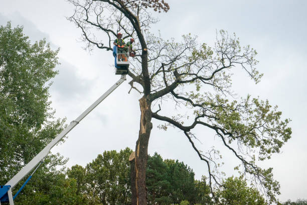 Oceana, WV  Tree Services Company